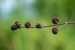 vicino su di falso ironwort o poligono con sfocatura sfondo. nero hyptis capitata nel asciutto stato foto