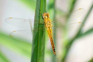 vagare aliante, pantala flavescens libellula dormire su foglia. globo scrematrice macro fotografia foto