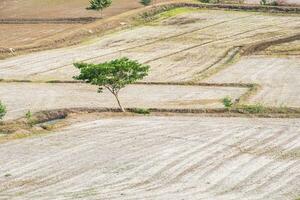 albero arido solitario su riso campo foto