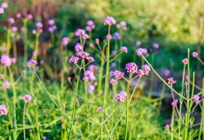 verbena viola fiore luce del sole nel giardino foto
