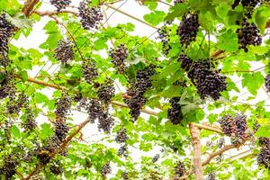 uva mazzo frutta nel vigneto foto