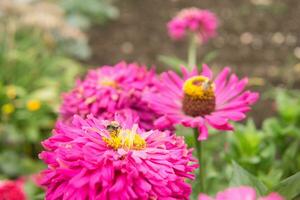 bellissimo rosa fiori in crescita nel il giardino. giardinaggio concetto, avvicinamento. il fiore è impollinato di un' calabrone. foto