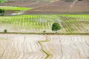 albero arido solitario su riso campo foto