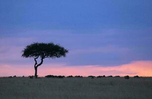 tropicale mare tramonto albero cielo Visualizza sfondo foto