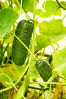 cetrioli appendere su un' ramo nel il serra. il concetto di giardinaggio e vita nel il nazione. foto