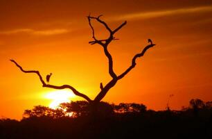 tropicale mare tramonto albero cielo Visualizza sfondo foto