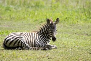 giovane zebra riposo nel un' radura foto