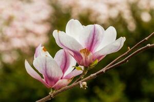 macro fioritura magnolia su un' avvicinamento ramo foto