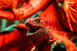 bellissimo iguana lucertola foto