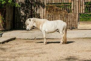 un' bianca cavallo sta nel il sole foto