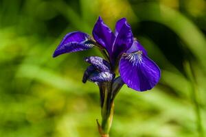 bellissimo viola iridi sotto il sole leggero foto