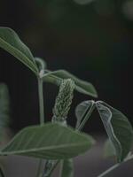 il gemmazione fiore testa di il baccelli a sonagli. foto