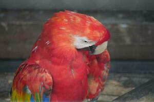 un' rosso pappagallo con un' giallo becco foto