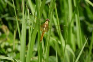 libellula contro verde sfondo foto