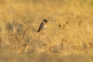 uno stonechat saxicola rubicola si siede su il orecchie di un' Grano campo e ricerche per insetti foto