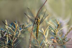 uno libellula si siede su un' foglia e riposa foto