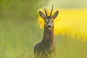 uno capriolo cervo secchio capreolus capreolus sta su un' verde prato e mangia foto