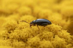 Pulce scarafaggio si siede su un' giallo fiore e prende il sole foto