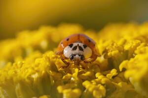 uno rosso coccinella si siede su un' giallo fiore e prende il sole foto