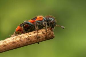 1 rosso formica sacco scarafaggio si siede su un' foglia e prende il sole foto