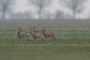 uno capriolo cervo mandria capreolus capreolus sta su un' raccolto campo foto