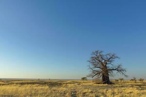 baobab albero su kukonje isola foto