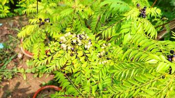 uccello ciliegia padello Mahaleb, maturo nero frutti di bosco su un' ramo, selettivo messa a fuoco, sfocato background.forest frutta e piccolo nero semi.neri amaro ciliegie nel il albero circondato di verde le foglie foto