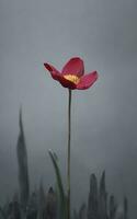 bellissimo singolo fiore su grigio sfondo. ai generativo foto