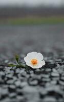 bellissimo singolo fiore su grigio sfondo. ai generativo foto