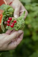 ribes foglia a partire dal un' fungine malattia o afide. sintomi di danno - rosso ribes foglie, Marrone vesciche su verde le foglie. il malattia di fiele afide infezione antracnosi foto