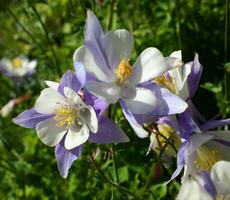 viola Colombina fiori nel chiave di volta Colorado foto