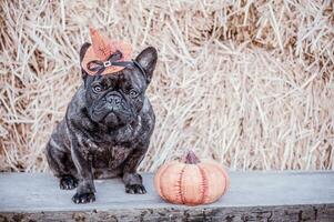 francese bulldog vicino un' Halloween zucca. cane ritratto su un' sfondo di cannuccia. animale. foto