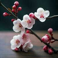 ume è un' giapponese prugna e il rosso e bianca fiorire è un' congratulazioni fiore nel Giappone. foto