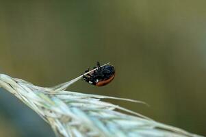 piccolo delicato coccinella nel avvicinamento seduta su un' segale orecchie su un' neutro sfondo foto