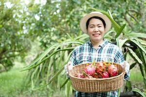 contento asiatico donna giardiniere, hold cestino e scelte Drago frutta nel giardino. concetto, agricoltura occupazione. tailandese contadino crescere biologico frutta per mangiare, condivisione o vendita nel Comunità. Locale stile di vita foto