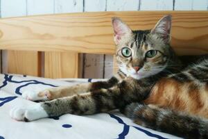 tricolore gatto addormentato pacificamente godendo gatto pisolino. ritratto di un' addormentato a strisce giovane gatto su un' letto. il gatto è riposo foto