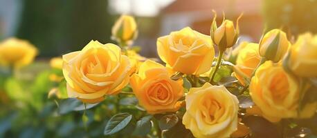 giallo rosa fiore nel il giardino di fiori e luce del sole con bokeh, generativo ai foto