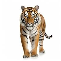 bellissimo tigre isolato. foto