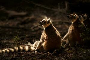 carino selvaggio lemuri famiglia foto