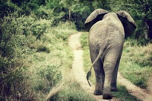 elefante a piedi nel il selvaggio foto