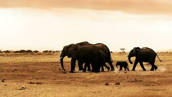 africano selvaggio elefanti foto