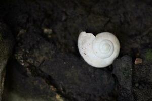 un' bianca mollusco posa su il terra foto