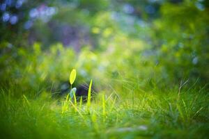 piccolo erba su verde sfondo, bokeh, naturale design elemento. foto