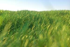 verde erba e luminosa campo, naturale scenario, 3d resa. foto