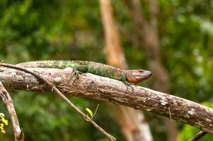 caimano lucertola crogiolarsi su un' pioggia foresta ramo foto