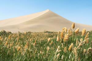 verde canne in giro il deserto. foto