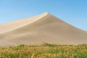 verde canne in giro il deserto. foto