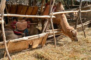 cammelli azienda agricola, allevamento capannone nel il rurale azienda agricola. foto