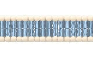 cellula membrana con bianca sfondo, 3d resa. foto