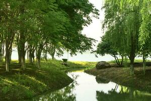 il fiume e foresta nel un' pubblico parco. foto